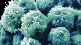 Timeline: Stem Cell Research Timeline