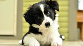 Timeline: 19langj- WEB 2.0 Timeline