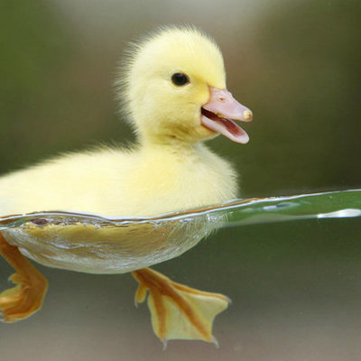 Timeline: Yahaira Jazmín Delgado Silva