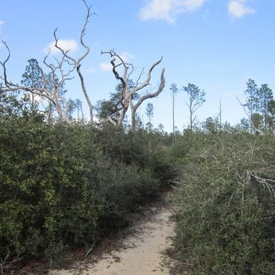 Timeline: The Yearling