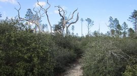 Timeline: The Yearling