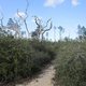 Florida scrub cover pic