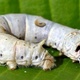 Silkworm