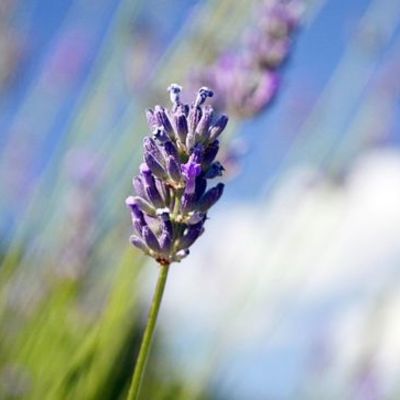 Timeline: Childhood Timeline