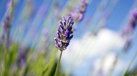 Timeline: Childhood Timeline