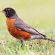 Turdus migratorius 002
