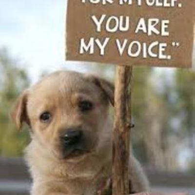 Timeline: Animal abuse (Through out History)