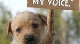 Timeline: Animal abuse (Through out History)