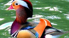 Timeline: Chapter 1 & 2 Timeline