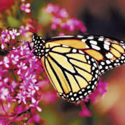 Timeline: Hailie's Timeline