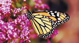 Timeline: Hailie's Timeline