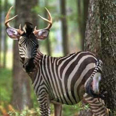 Timeline: A list of things that happened a long time ago and when they happened in reverse order