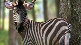 Timeline: A list of things that happened a long time ago and when they happened in reverse order