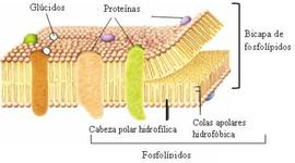 Timeline: Modelos De Membrana Celular