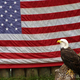 American flag bald eagle