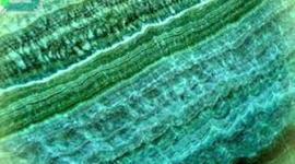 Timeline: Рускеала