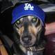 Dodger dog