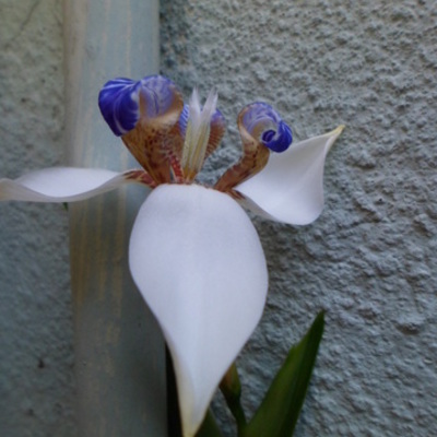 Timeline: Aprendizaje Musical