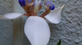 Timeline: Aprendizaje Musical