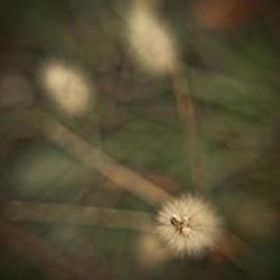 Timeline: Desarrollo del Proyecto