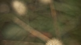 Timeline: Desarrollo del Proyecto