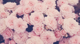 Timeline: Brooke's Life