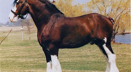 Timeline: My Timeline