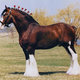 Clydesdale horses 7