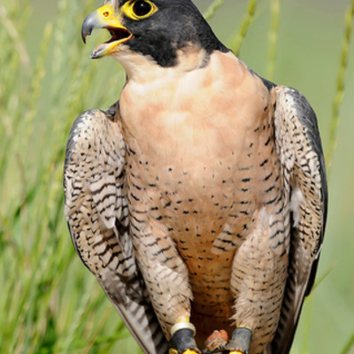 Timeline: The Roaring Twentiez