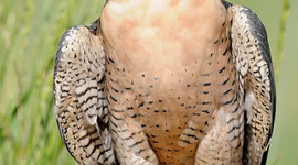 Timeline: The Roaring Twentiez