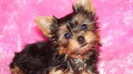 Timeline: 5B- Carrington Kudrna- Timeline