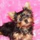 Yorkie