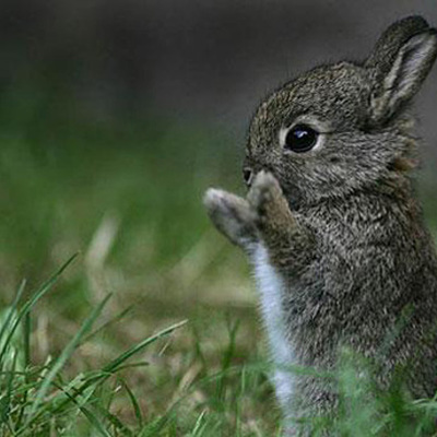 Timeline: Carol Xia Timeline