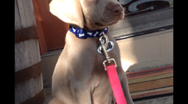 Timeline: 5A Gillian Litten