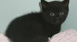 Timeline: 5A Madisyn Carmichael