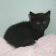 Black kittenkittens ncluhwbi