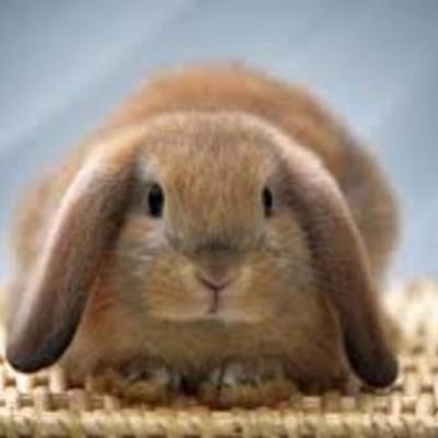 Timeline: Paige's Timeline