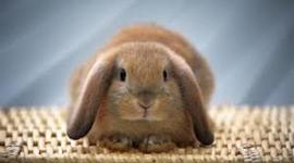 Timeline: Paige's Timeline