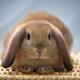 A cute bunny