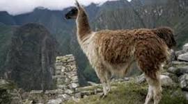 Timeline: Kite Runner & the History of Afghanistan