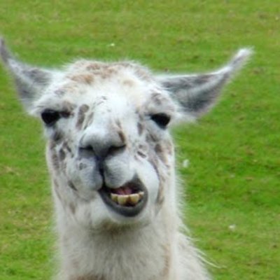 Timeline: Kite Runner & the History of Afghanistan