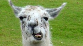 Timeline: Kite Runner & the History of Afghanistan