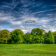 Trees landscape hdr