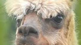 Timeline: Kite Runner & History Of Afghanistan