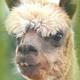 Alpaca