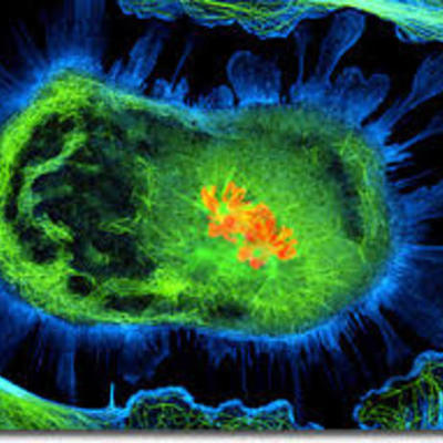Timeline: Cell Theory
