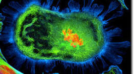 Timeline: Cell Theory