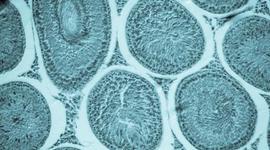 Timeline: Adriane's Cell Timeline Project