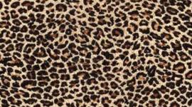 Timeline: La Vida de Margarita Fausel