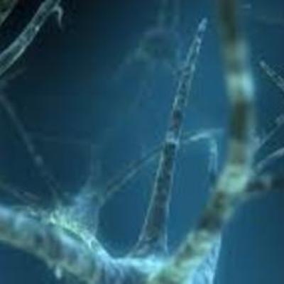 Timeline: ben carson